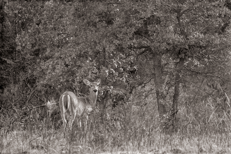 deer_4083-64(1).jpg