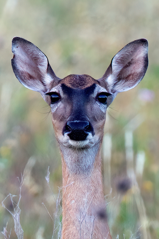 deer_8412cu-46.jpg