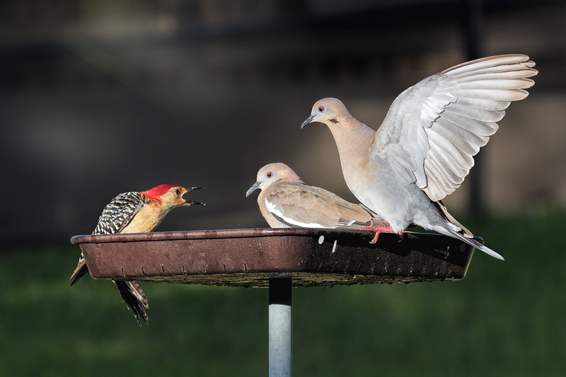 doves-woodpecker-feeder_8920-64.jpg