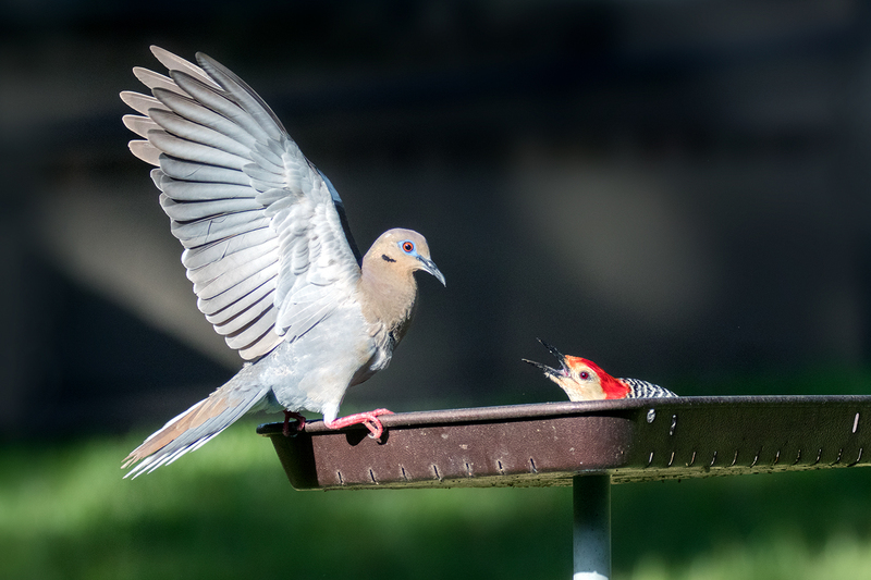 doves-woodpecker-feeder_8988-64(1).jpg