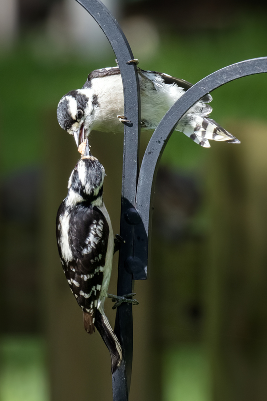 downy-feeding_7723-46.jpg
