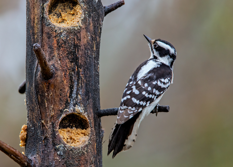 downy-woodpecker_5363-75.jpg