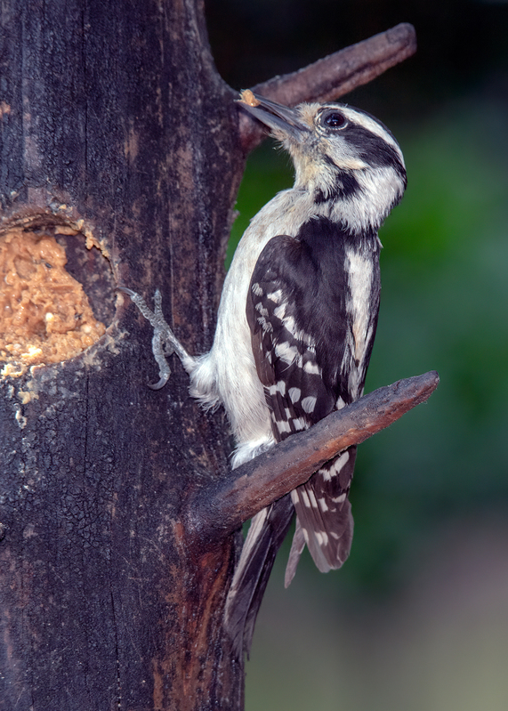 downy-woodpecker_6212-57.jpg