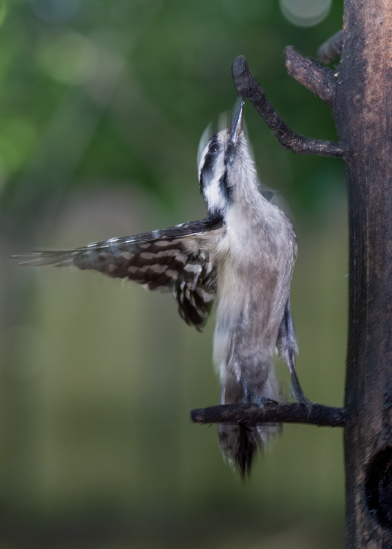 downy-woodpecker_6305-57.jpg