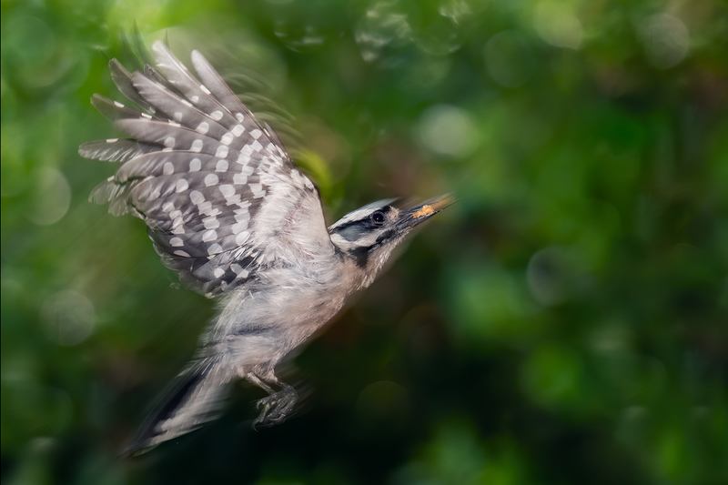 downy-woodpecker_6308-64.jpg