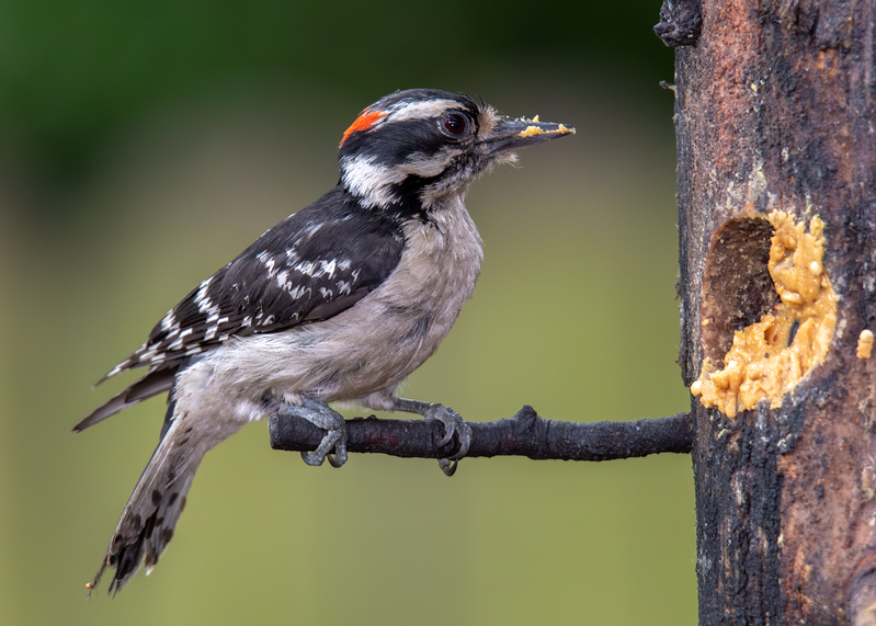 downy-woodpecker_6403-75.jpg