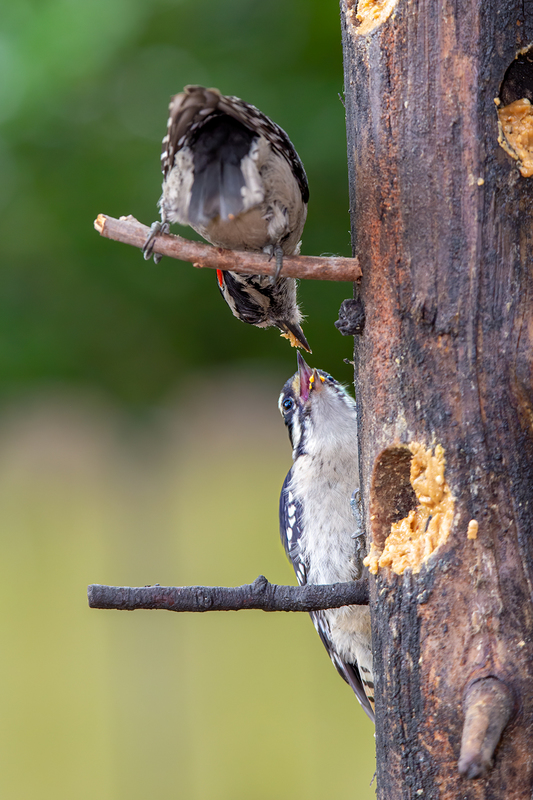 downy-woodpecker_6421-46.jpg