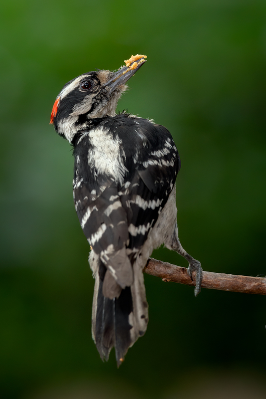 downy-woodpecker_6430-46.jpg