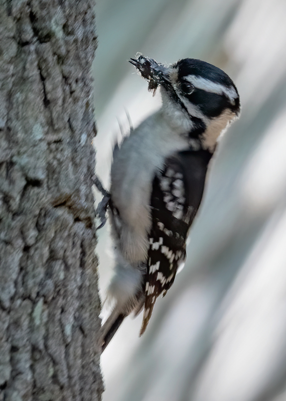 downy-woodpecker_7049-57.jpg