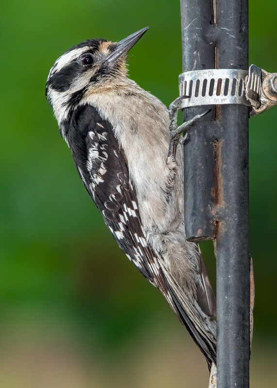 downy-woodpecker_7360-57.jpg