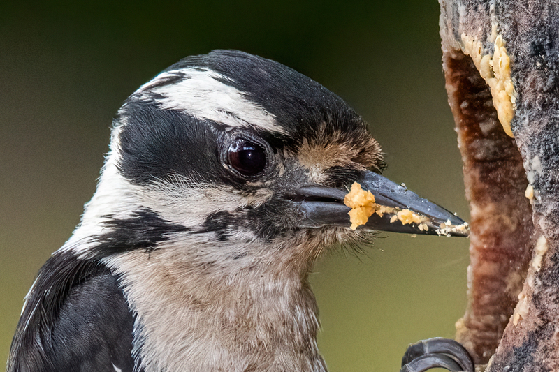 downy-woodpecker_7378cu-64.jpg