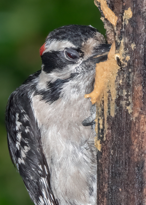downy-woodpecker_7437-57.jpg