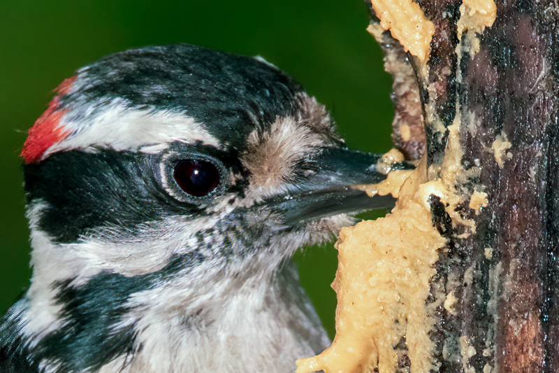 downy-woodpecker_7441cu-64.jpg