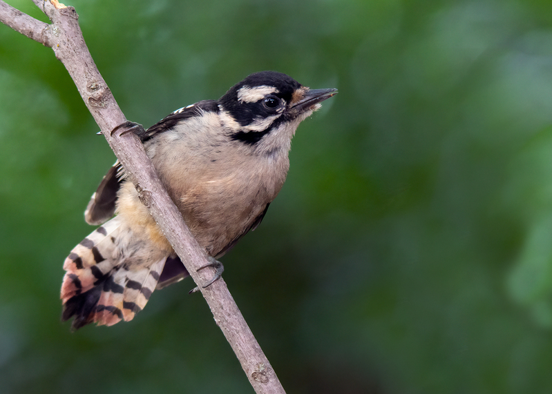 downy-woodpecker_7925-75m.jpg
