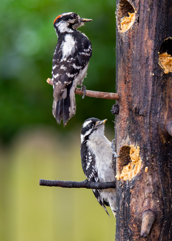 downy-woodpeckers_6419-57.jpg