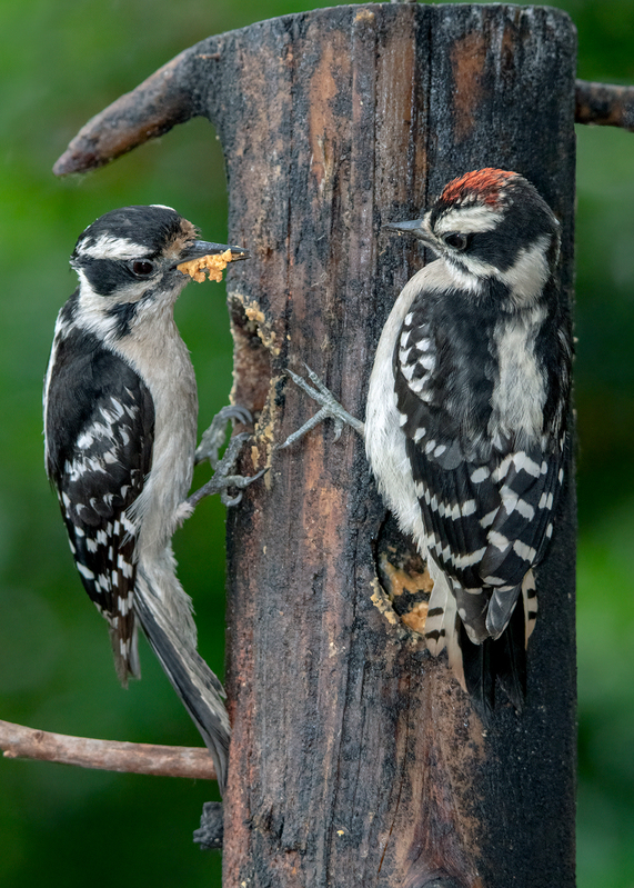 downy-woodpeckers_7393-57.jpg