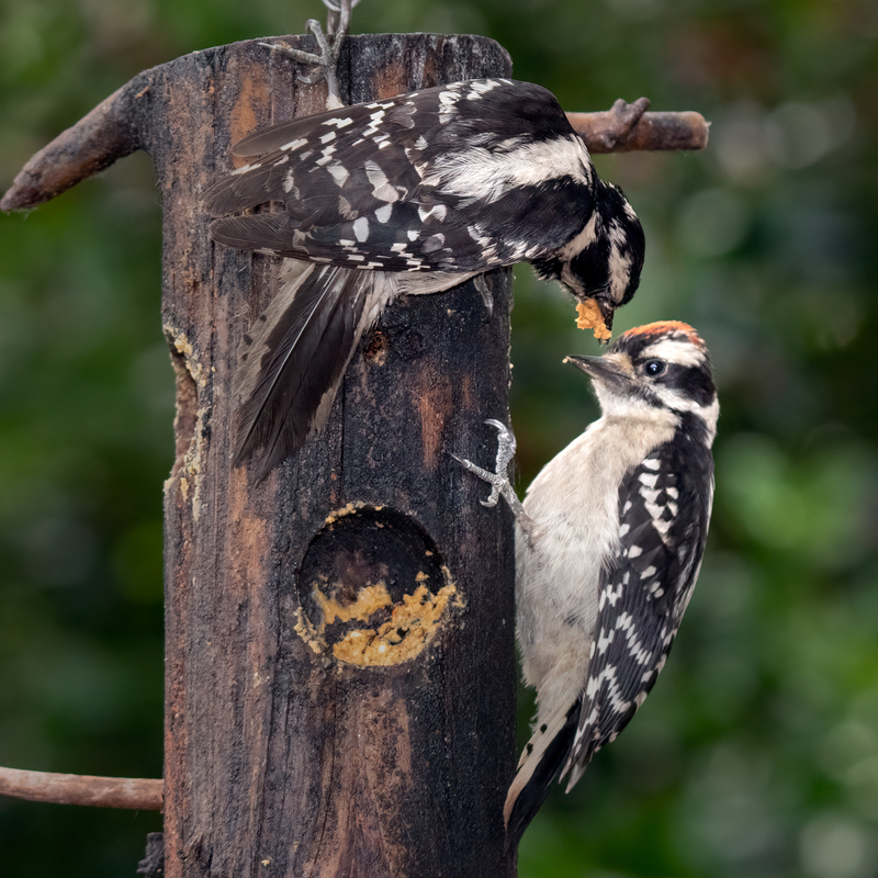 downy-woodpeckers_7399-77.jpg