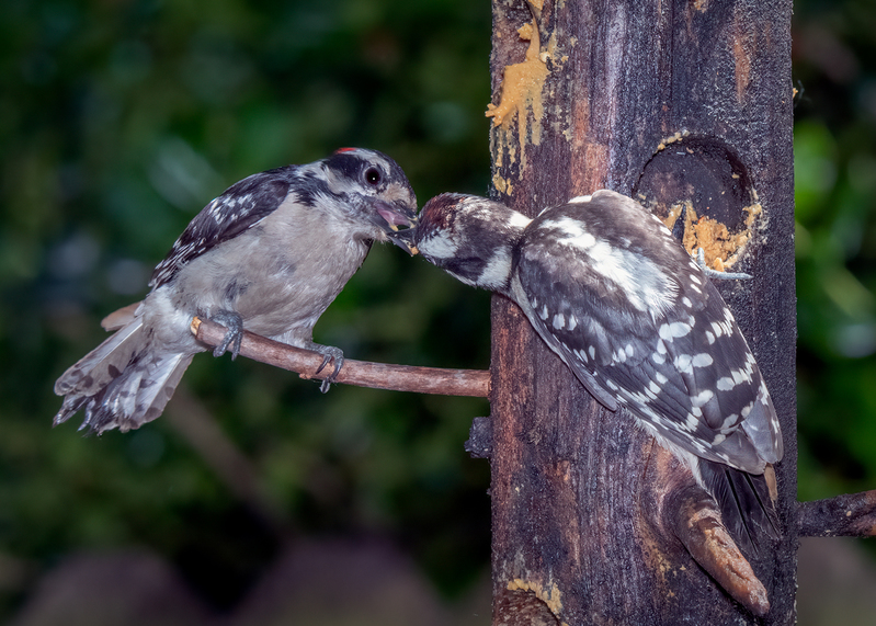 downy-woodpeckers_7430-57.jpg