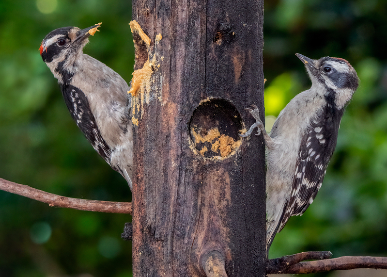downy-woodpeckers_7452-57.jpg