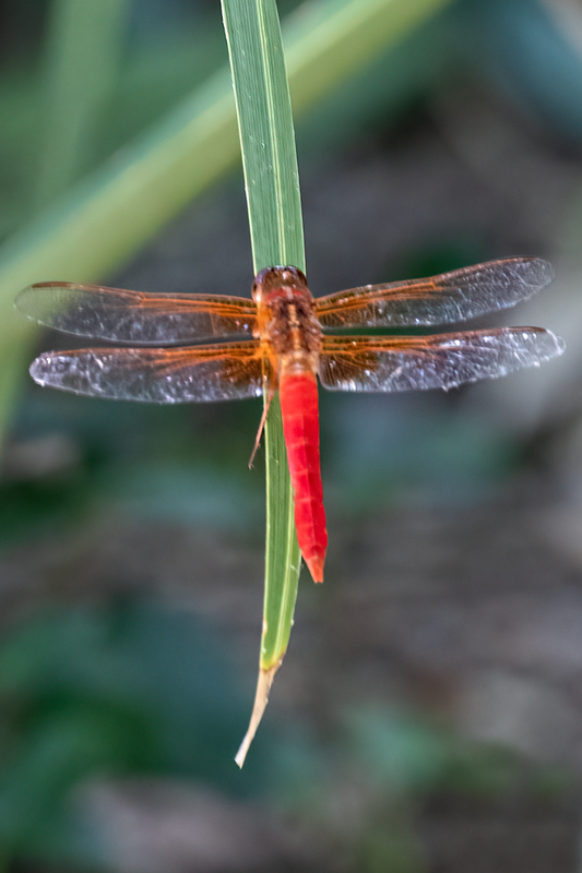 dragonfly_3591-46.jpg