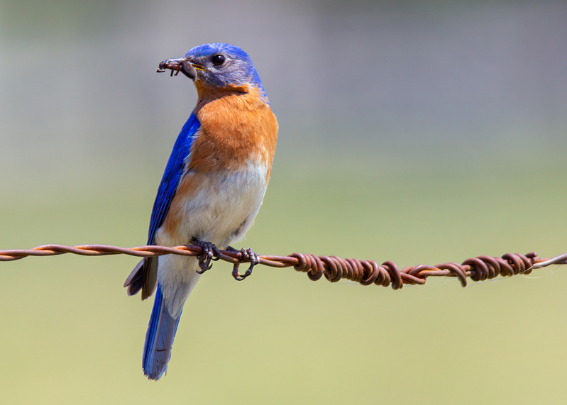 eastern-bluebird_6543-75.jpg