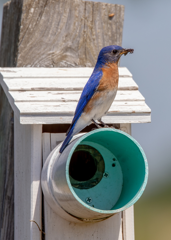 eastern-bluebird_6551-57(1).jpg