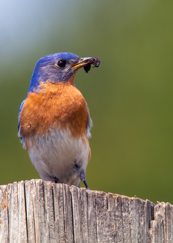 eastern-bluebird_6553-57.jpg