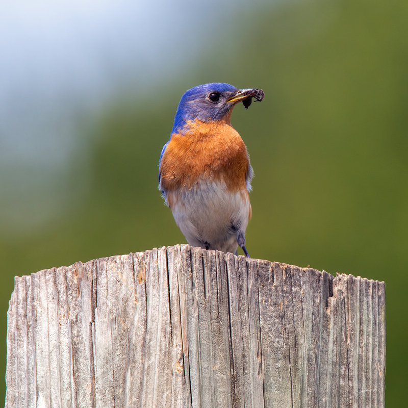 eastern-bluebird_6553-77.jpg