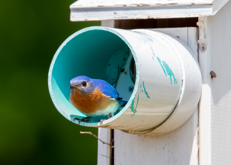 eastern-bluebird_6555-75.jpg