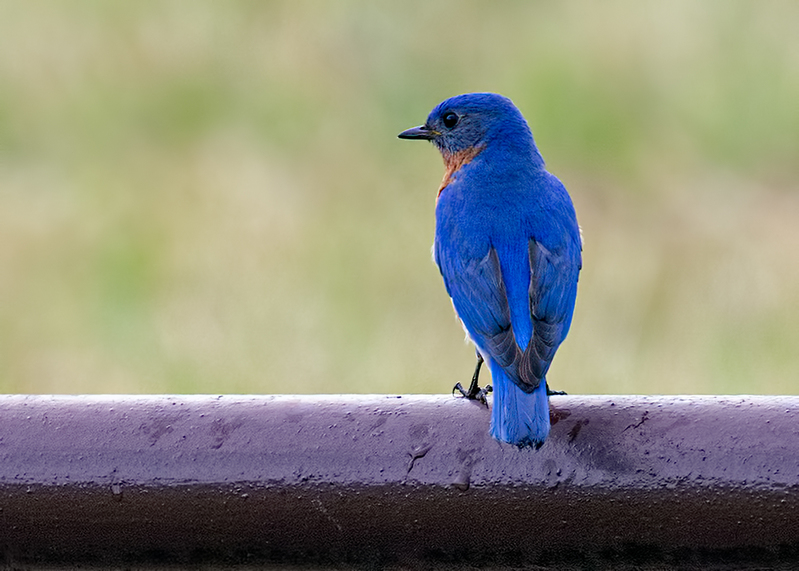 eastern-bluebird_6646-75(1).jpg