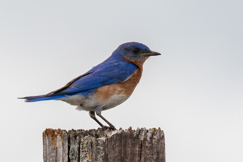 eastern-bluebird_7304-64.jpg