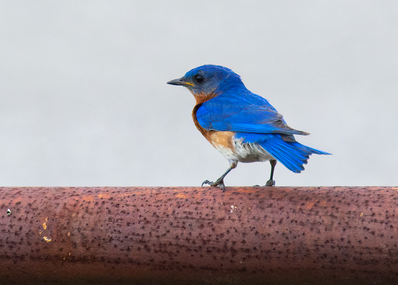 eastern-bluebird_7306a-75.jpg