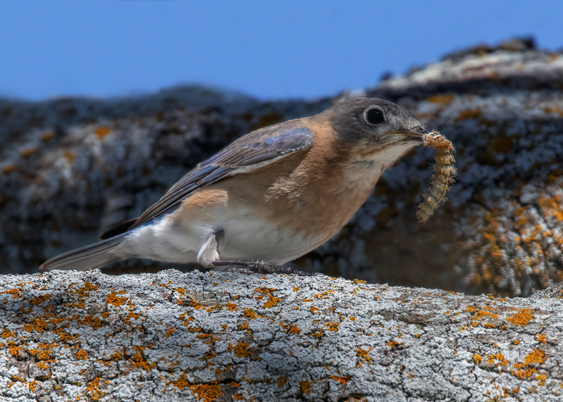 eastern-bluebird_7312-75.jpg