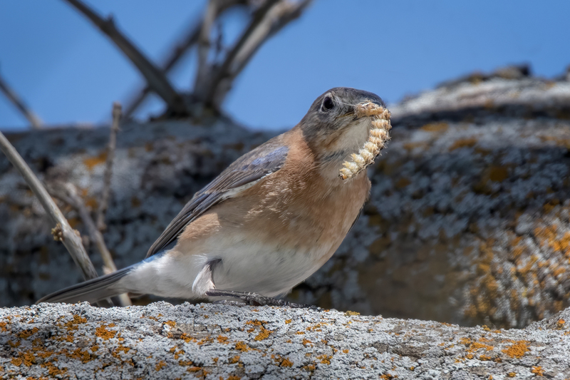eastern-bluebird_7314-64.jpg
