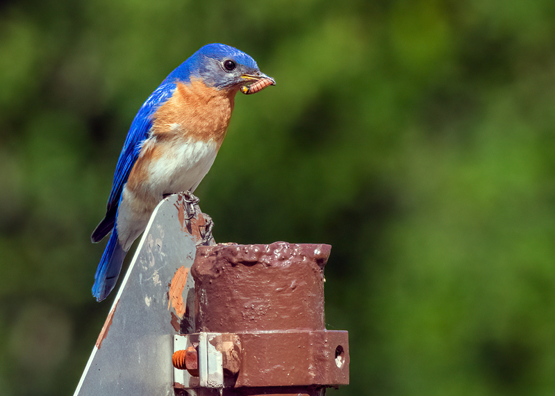 eastern-bluebird_7595-75.jpg