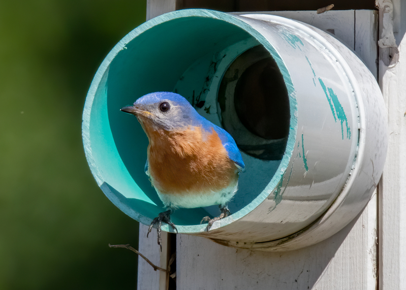 eastern-bluebird_7598-75.jpg