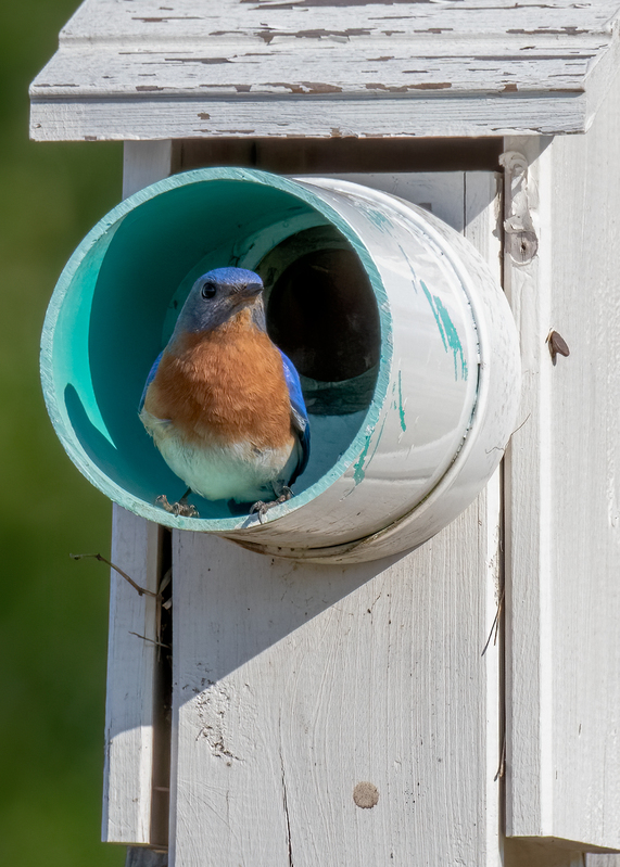 eastern-bluebird_7664-57.jpg