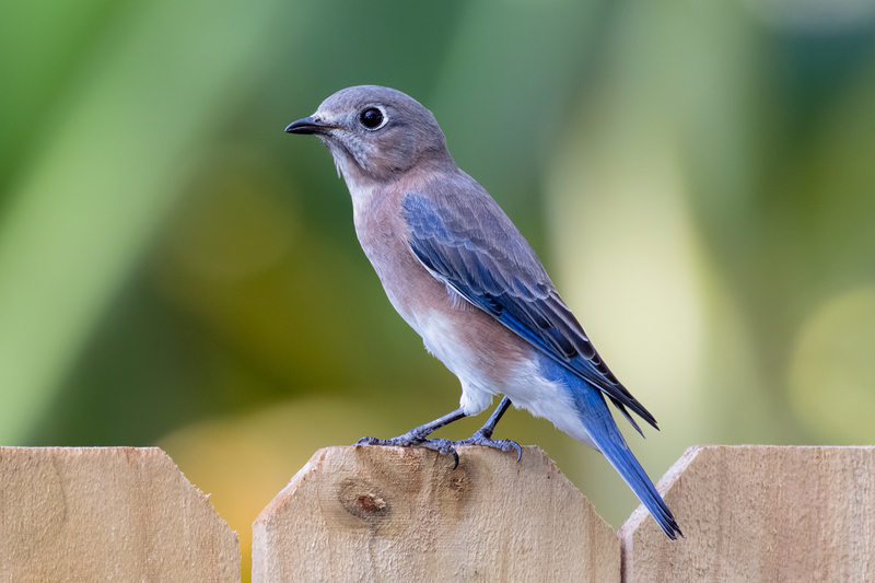 eastern-bluebird_9475-64.jpg