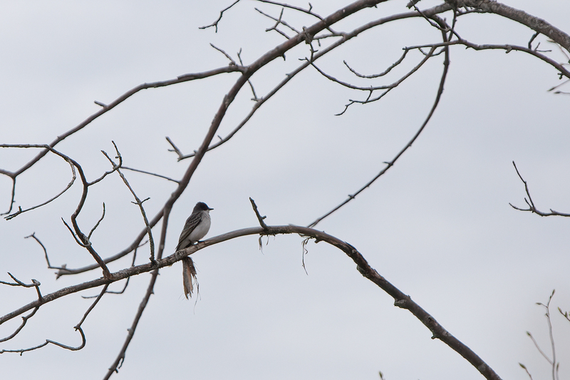 eastern-kingbird_3241-64.jpg