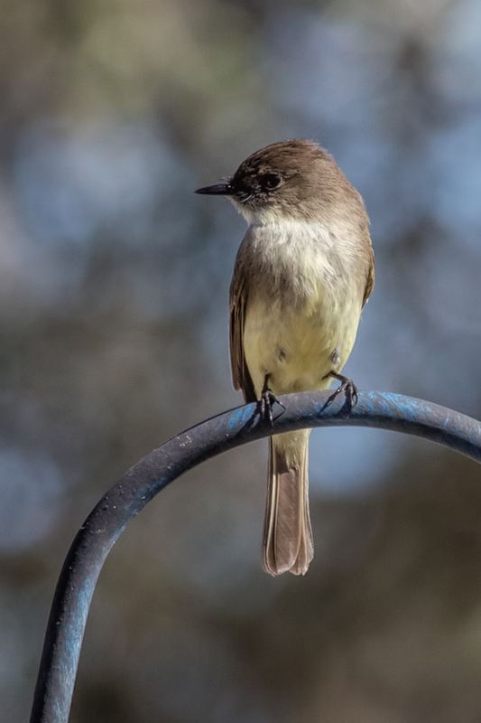 eastern-phoebe_8307-46.jpg