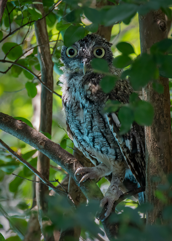eastern-screech-owl_1642-57.jpg