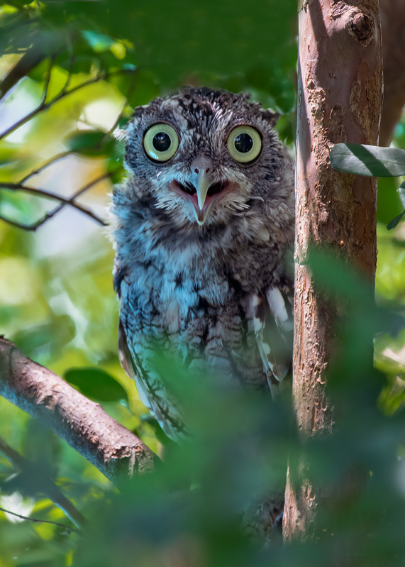 eastern-screech-owl_1658-57.jpg