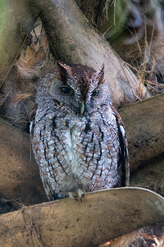 eastern-screetch-owl_0023-46(1).jpg