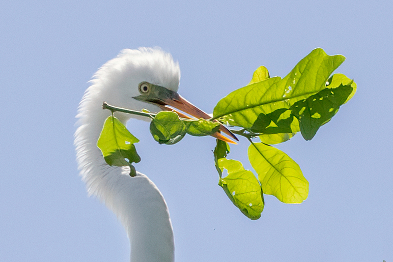 egret-branch_1915cu-108(1).jpg