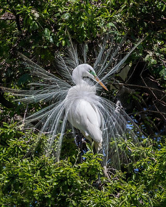 egret-tail_1877-810.jpg