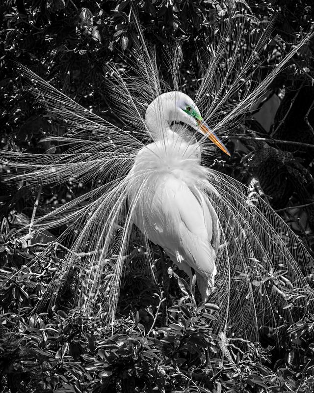 egret-tail_1877bwc1-810(1).jpg