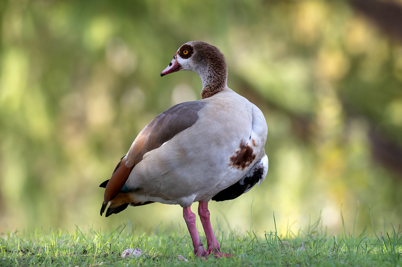 egyptian-goose_4758-64(1).jpg