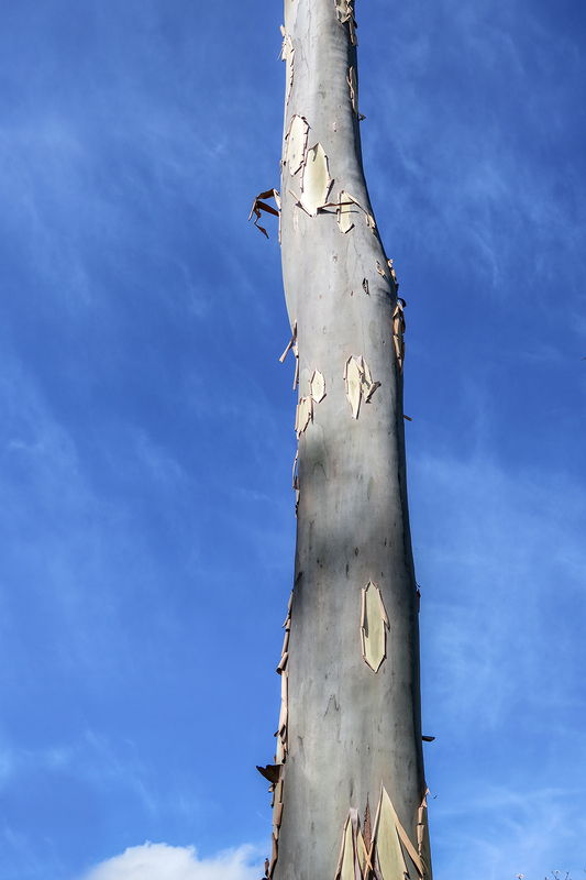 eucalyptus-tree_5845-46.jpg