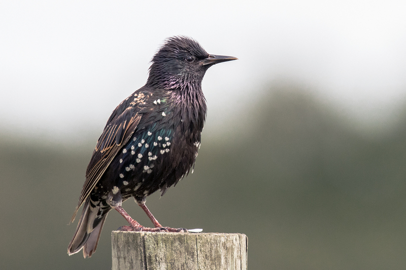 european-starling_9196-64(1).jpg