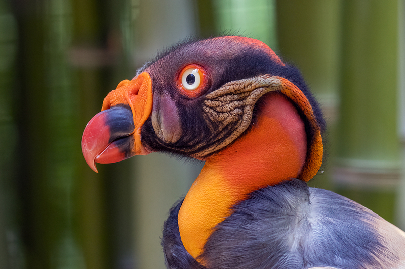 exotic-bird_3572-64(1).jpg